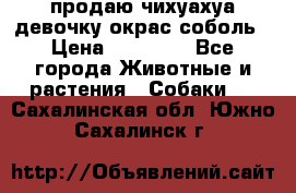 продаю чихуахуа девочку,окрас соболь › Цена ­ 25 000 - Все города Животные и растения » Собаки   . Сахалинская обл.,Южно-Сахалинск г.